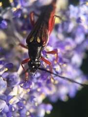 Neobellamira delicata