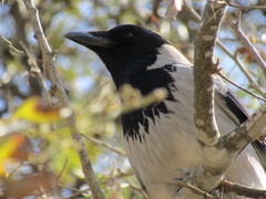 Corvus cornix