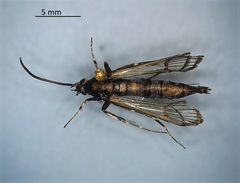 Sesiidae