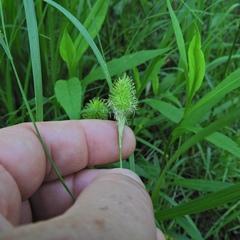 Carex squarrosa