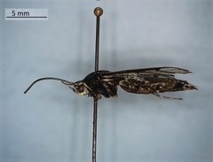 Sesiidae