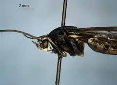 Sesiidae