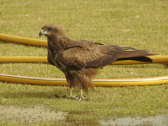 Milvus migrans parasitus