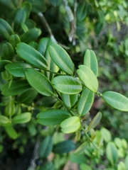 Atalantia buxifolia