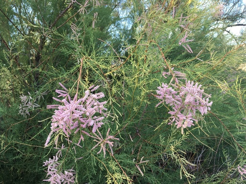Tamarix chinensis
