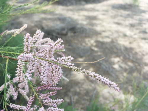 Tamarix chinensis