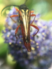 Neobellamira delicata