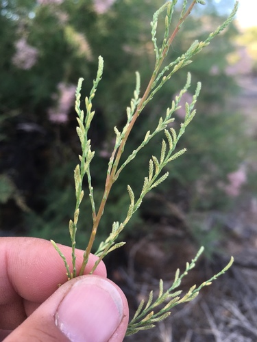 Tamarix chinensis