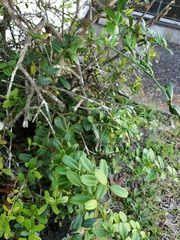 Atalantia buxifolia