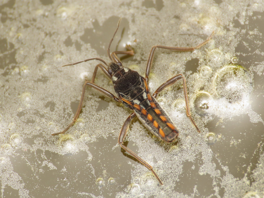 Velia gridellii