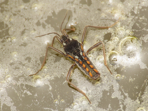Velia gridellii