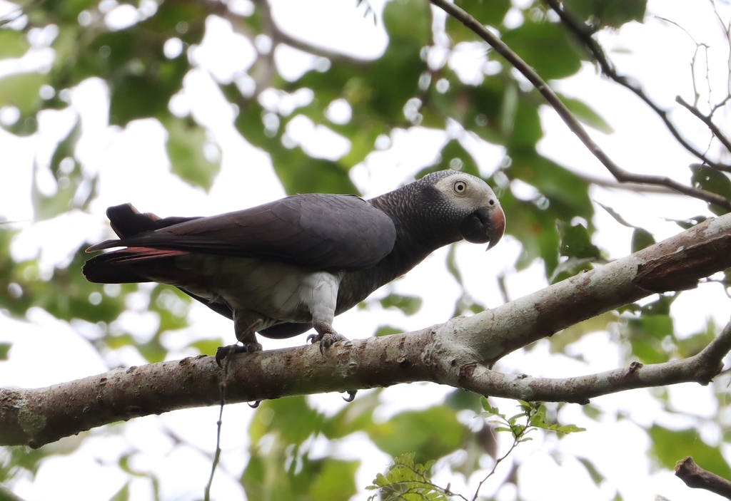 Timneh Parrot