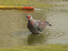 Columba guinea