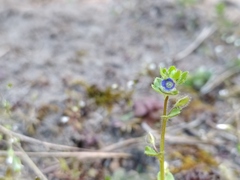 Veronica triloba