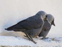 Corvus monedula