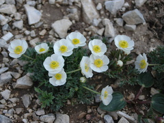 Ranunculus seguieri