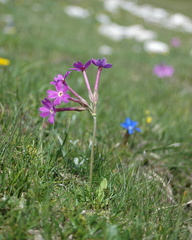 Primula halleri