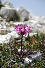 Pedicularis rosea