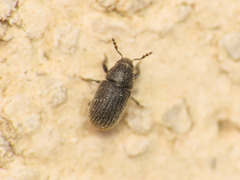 Phloeotribina