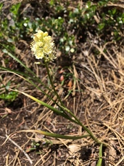 Toxicoscordion venenosum