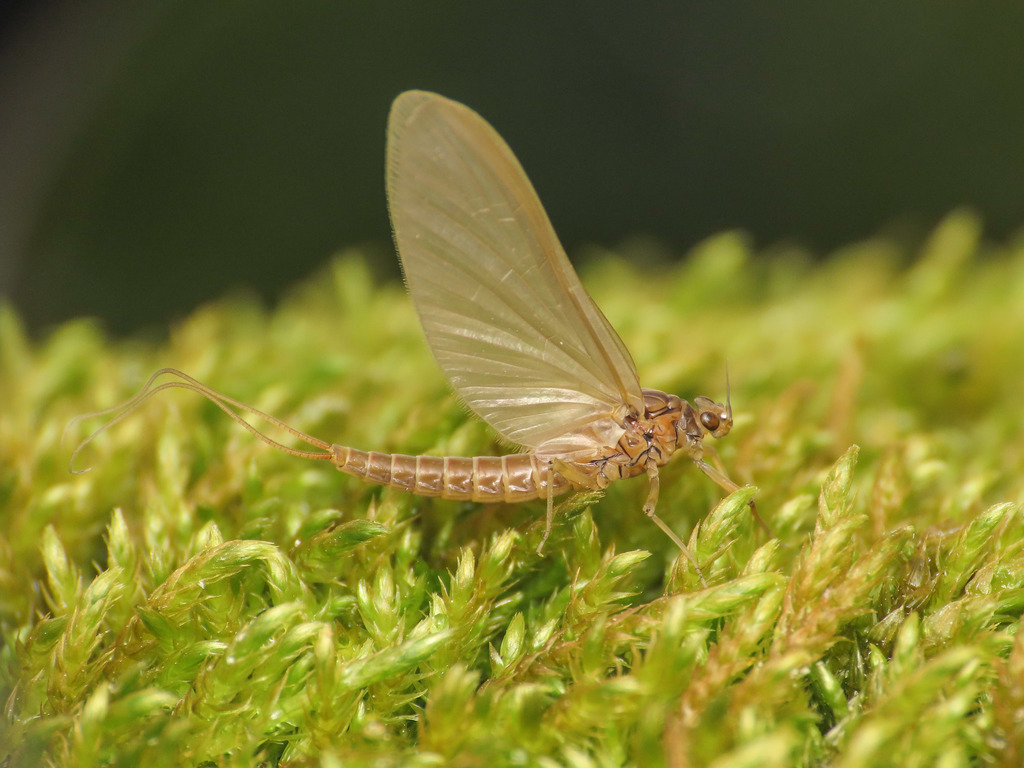 large dark olive mayfly