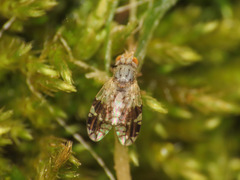 Tephritis divisa