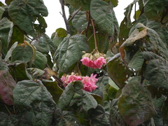 Dombeya wallichii