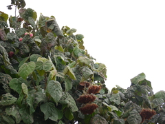 Dombeya wallichii