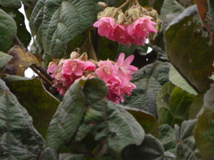 Dombeya wallichii