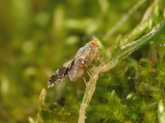 Tephritis divisa