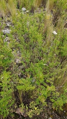 Minthostachys mollis