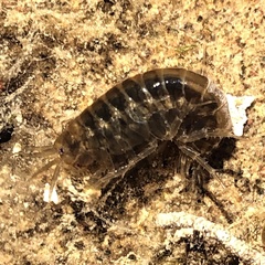 Gammarus fossarum