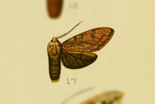 Leucanopsis fuscosa
