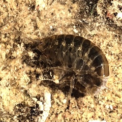 Gammarus fossarum
