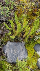Woodsiaceae