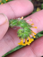 Amsinckia menziesii intermedia
