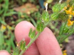 Amsinckia menziesii intermedia