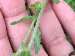 Amsinckia menziesii intermedia