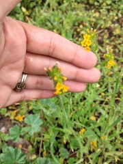 Amsinckia menziesii intermedia