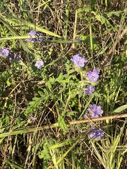 Phacelia ciliata