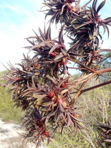 Agave karwinskii