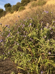 Phacelia ciliata