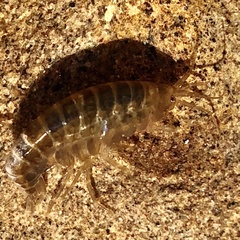 Gammarus fossarum