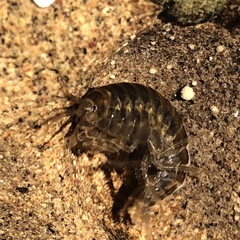 Gammarus fossarum