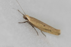 Ypsolopha ochrella