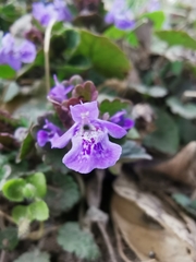Glechoma hederacea