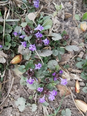 Glechoma hederacea