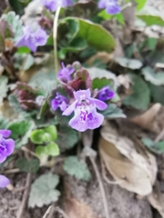 Glechoma hederacea