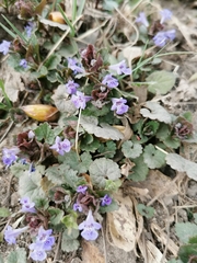 Glechoma hederacea