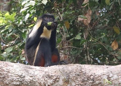 Cercopithecus diana